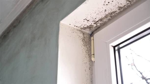 Best Office Mold Removal Services  in Mccom, MS