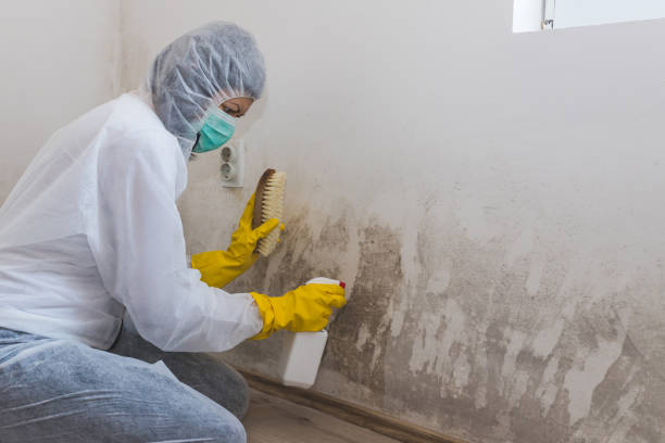 Home Mold Removal in Mccom, MS