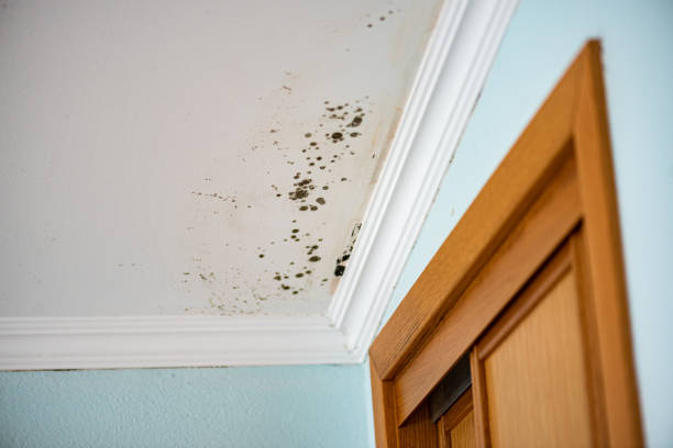 Best Toxic Mold Removal  in Mccom, MS