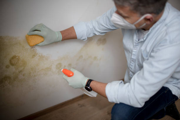 Best Commercial Mold Removal  in Mccom, MS