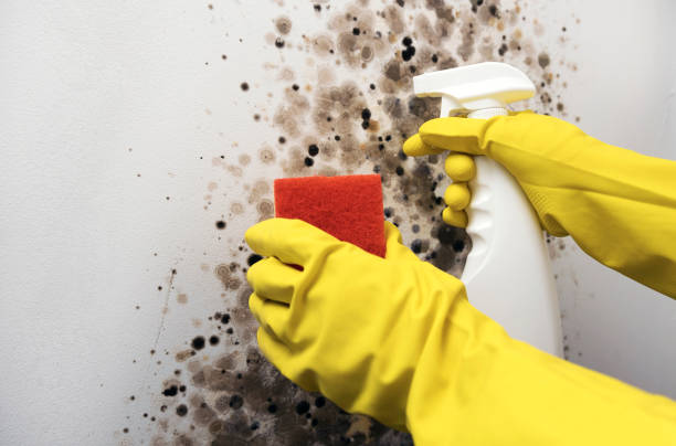 Best Affordable Mold Removal  in Mccom, MS