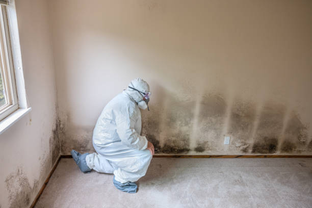 Mold Removal Process in Mccom, MS