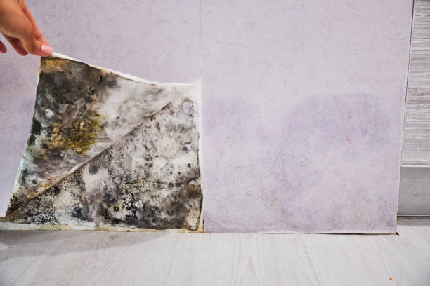 Best Black Mold Removal  in Mccom, MS